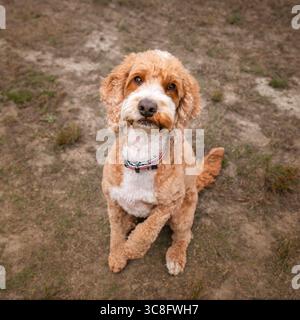 Cockapoo di albicocca nella foresta di Ascot, Regno Unito Foto Stock