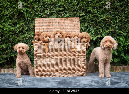 Un cesto pieno di cuccioli di barboncino in miniatura con mamma e papà in giardino Foto Stock
