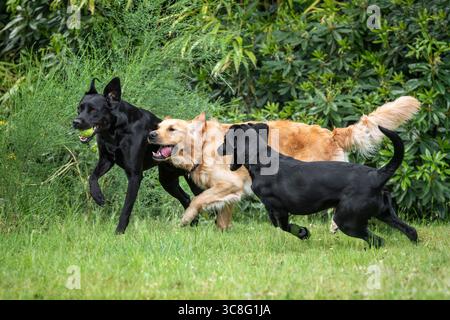 Due labrador neri e un Golden retriever che corrono e giocano insieme nel giardino Foto Stock