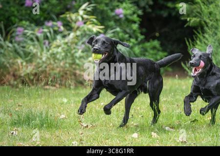 Due labrador neri e un Golden retriever che corrono e giocano insieme con uno che porta una palla Foto Stock