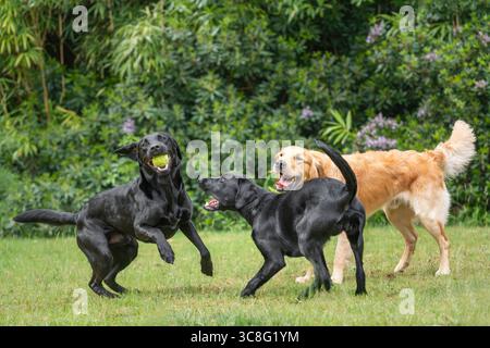 Due labrador neri e un Golden retriever che corrono e giocano insieme nel giardino Foto Stock