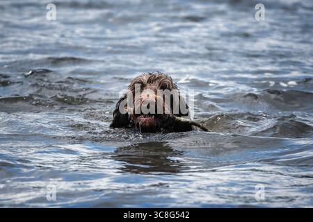 Brown Sprockapoo dog - Springer Cocker Poodle cross - nuotare nel lago a Virginia Water a Windsor Foto Stock