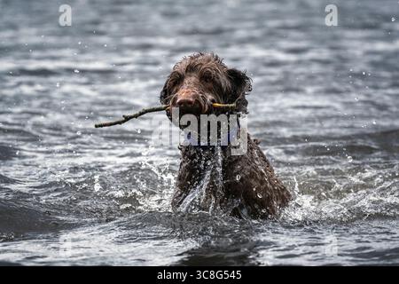 Brown Sprockapoo dog - Springer Cocker Poodle cross - nuotare nel lago a Virginia Water a Windsor Foto Stock