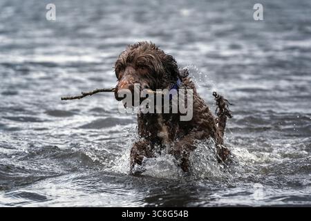 Brown Sprockapoo dog - Springer Cocker Poodle cross - nuotare nel lago a Virginia Water a Windsor Foto Stock