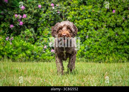 Brown Sprockapoo dog - Springer Cocker Poodle cross - che corre direttamente alla telecamera in un campo con fiori dietro Foto Stock