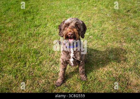 Brown Sprockapoo dog - Springer Cocker Poodle cross - guarda la telecamera in un campo nella foresta di Windsor Foto Stock