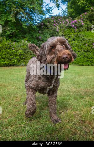 Brown Sprockapoo dog - Springer Cocker Poodle cross - giocare in un campo con fiori alle spalle Foto Stock