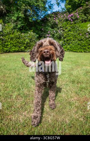 Brown Sprockapoo dog - Springer Cocker Poodle cross - giocare in un campo con fiori alle spalle Foto Stock