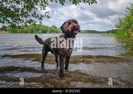 Brown Sprockapoo dog - Springer Cocker Poodle cross - in piedi nel lago a Virginia Water a Windsor Foto Stock