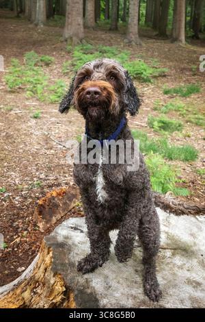 Il cane Brown Sprockapoo, Springer Cocker Poodle Cross, si erge su un vecchio ceppo d'albero nella foresta Foto Stock