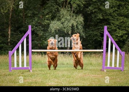 Due Golden retriever saltano insieme su un ostacolo di recinzione di agilità in un campo Foto Stock
