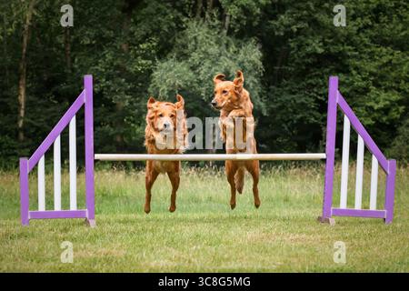 Due Golden retriever saltano insieme su un ostacolo di recinzione di agilità in un campo Foto Stock