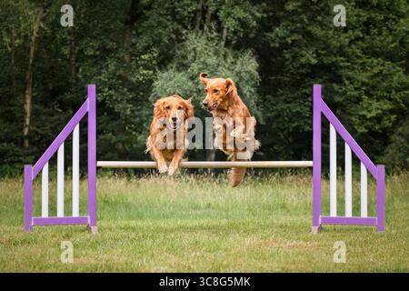 Due Golden retriever saltano insieme su un ostacolo di recinzione di agilità in un campo Foto Stock