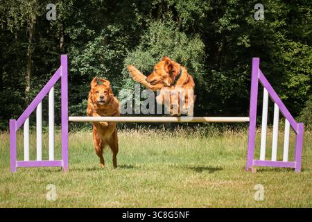 Due Golden retriever saltano insieme su un ostacolo di recinzione di agilità in un campo Foto Stock