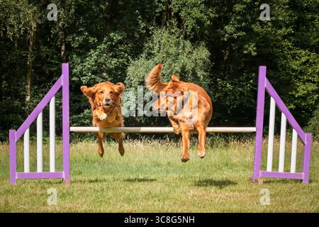 Due Golden retriever saltano insieme su un ostacolo di recinzione di agilità in un campo Foto Stock