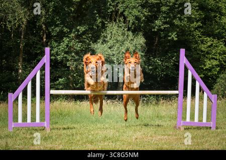 Due Golden retriever saltano insieme su un ostacolo di recinzione di agilità in un campo Foto Stock