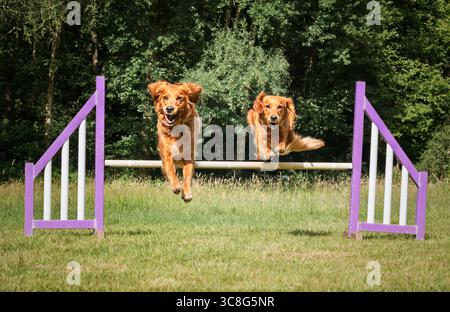 Due Golden retriever saltano insieme su un ostacolo di recinzione di agilità in un campo Foto Stock
