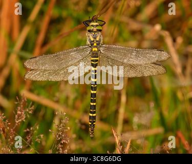 Una libellula dagli anelli dorati che si stende su erbe più spesse della brughiera, coperta di rugiada e illuminata dal sole nascente, in estate, cordulegaster boltonii Foto Stock