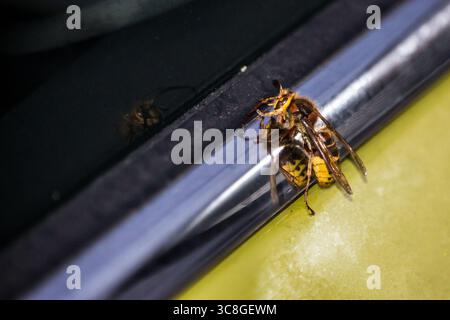 Un calabrone europeo, Vespa Crabo, appoggiato su un finestrino di un'auto di colore simile, che si riflette sia sul finestrino che sul cromo dell'auto Foto Stock
