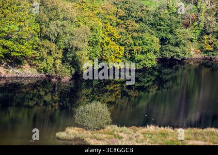 Le antiche foreste di latifoglie, che dichiarano di cambiare colore in autunno, si riflettono nel fiume Rheidol in Galles. Foto Stock
