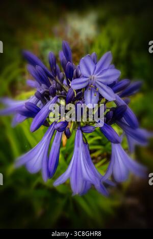 Primo piano naturale pianta fiorita ritratto di delizioso, infuso di colori, Agapanto che fiorisce abbondantemente. Ammirato, porta bellezza, memoria, nostalgia, audace Foto Stock