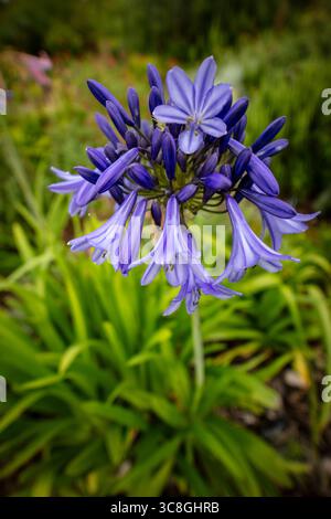 Primo piano naturale pianta fiorita ritratto di delizioso, infuso di colori, Agapanto che fiorisce abbondantemente. Ammirato, porta bellezza, memoria, nostalgia, audace Foto Stock