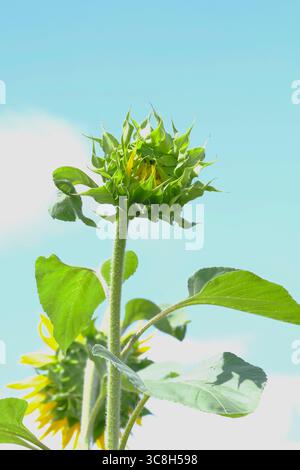Retro della testa di girasole (Helianthus annuus) Vista ravvicinata della parte posteriore di una testa di girasole contro un cielo estivo blu brillante, mostrando sepali verdi Foto Stock