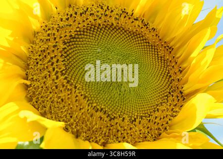 Primo piano di un girasole (Helianthus annuus) in piena fioritura, che mostra l'intricato schema a spirale di semi e petali gialli luminosi Foto Stock