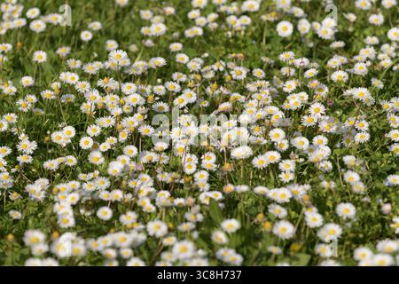 Campo di margherite in fiore (Bellis perennis) in primavera, fotografato in un prato naturale in Italia. Foto ravvicinata con petali bianchi freschi Foto Stock