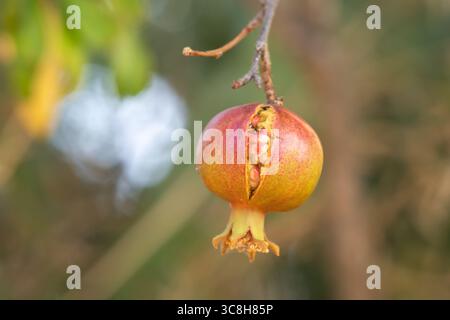 Melograno maturo incrinato sul ramo Foto Stock