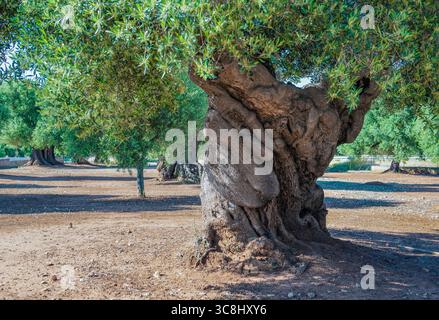 Primo piano del tronco contorto di un olivo molto antico in un campo in Puglia, Italia Foto Stock