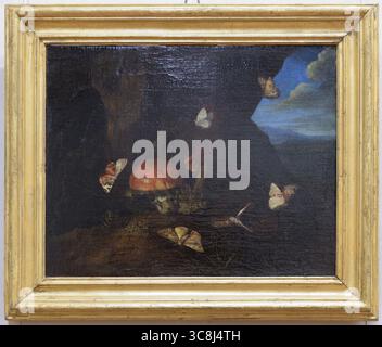 Una natura morta di otto Marseus van Schriek con funghi, farfalle e un serpente. Esposto al Museo della natura morta, Poggio a Caiano, IT Foto Stock