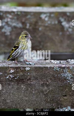 Siskin femminile (Spinus spinus) Foto Stock