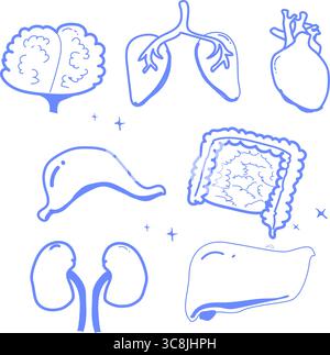Set vettoriale disegnato a mano con contorno blu di organi umani - fegato, cervello, cuore, stomaco, reni, e intestini. Concetto di illustrazione anatomica minima, d Illustrazione Vettoriale