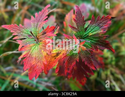 Primo piano di foglie colorate scolorite in autunno per terra nella fitta foresta Foto Stock
