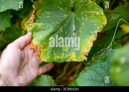 Mano che esamina una foglia di cetriolo malata con macchie gialle e marroni, mosaico di cetriolo, malattia virale. Foto Stock