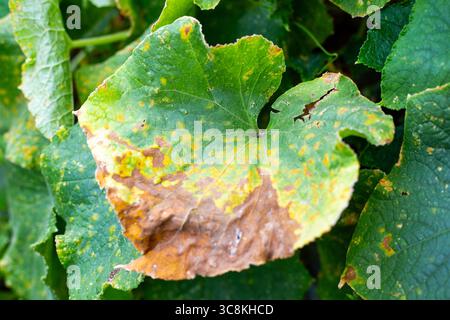 Foglia di cetriolo che mostra segni di malattia sotto forma di macchie gialle e marroni, mosaico di cetriolo, malattia virale. Foto Stock