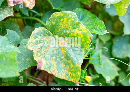 Segni di malattia sotto forma di macchie gialle sono visibili su una foglia di cetriolo, mosaico di cetriolo, malattia virale. Foto Stock