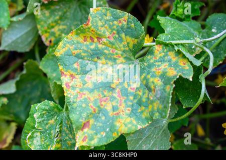 Segni di malattia sotto forma di macchie gialle sono visibili su una foglia di cetriolo, mosaico di cetriolo, malattia virale. Foto Stock
