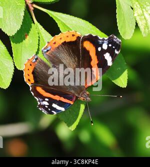 Una bellissima farfalla Red Admiral (Vanessa atalanta) durante l'estate nel Cotswold Hills Gloucestershire Regno Unito Foto Stock