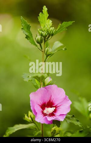 Il vivace fiore di ibisco rosa con gemme chiuse si erge su un verde tenue, simboleggiando la bellezza e la crescita naturali. Fiore di Hibiscus rosa a Gard Foto Stock