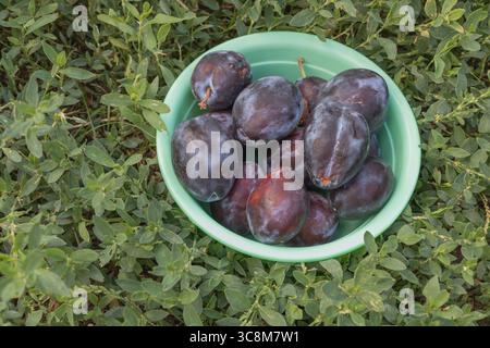 Prugne appena raccolte in una ciotola verde posta sull'erba del giardino Foto Stock