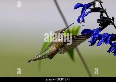 Colibrì dalla gola rubina che si avvicina ai fiori della salvia nera e blu. Foto Stock