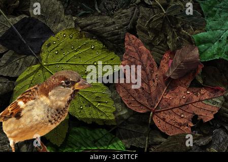 Illustrazione di un passero tra le foglie secche in un giardino. Foto Stock