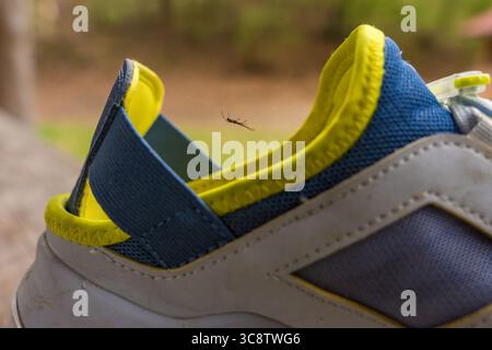 Piccolo ragno appeso sul nastro vicino a scarpe sportive colorate - profondità di campo ridotta, vista ravvicinata Foto Stock