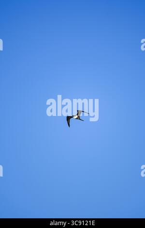 Il fregato solitario si libra graziosamente attraverso un cielo azzurro limpido, con ali allungate in volo senza sforzo, a simboleggiare la libertà e la bellezza sconfinata Foto Stock
