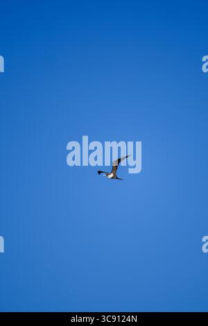 Il fregato solitario si libra graziosamente attraverso un cielo azzurro limpido, con ali allungate in volo senza sforzo, a simboleggiare la libertà e la bellezza sconfinata Foto Stock