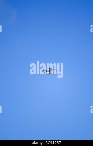Il fregato solitario si libra graziosamente attraverso un cielo azzurro limpido, con ali allungate in volo senza sforzo, a simboleggiare la libertà e la bellezza sconfinata Foto Stock