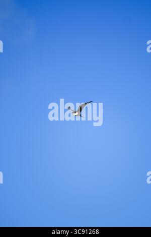 Il fregato solitario si libra graziosamente attraverso un cielo azzurro limpido, con ali allungate in volo senza sforzo, a simboleggiare la libertà e la bellezza sconfinata Foto Stock