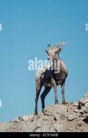 29 dicembre 2020, California, Stati Uniti: Una femmina di Desert Bighorn Sheep nelle aspre montagne desertiche del deserto di Sonora nel sud della California. (Immagine di credito: © Jon G. Fuller/VW Pics tramite filo ZUMA) Foto Stock